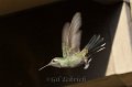Blue-throated Hummingbird 2011_07_14_1519